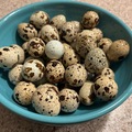 Selling with In-person Payment: Quail eggs