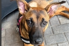   : Gigi