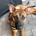   : Gigi