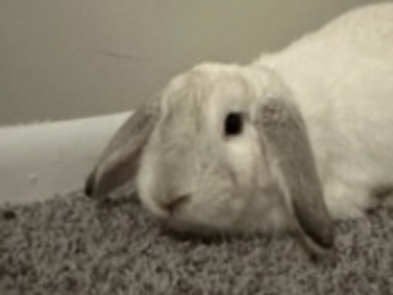   : Dumbo