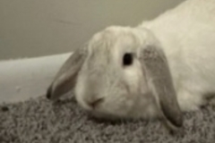   : Dumbo