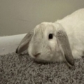   : Dumbo