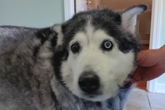   : Bandit