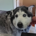   : Bandit