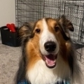   : Zazu