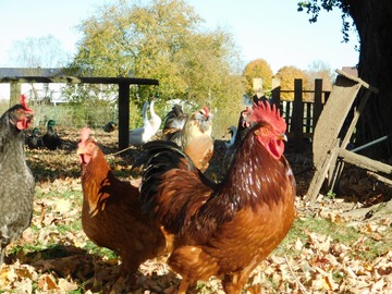 Selling with In-person Payment: free range chicken eggs