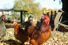 Selling with In-person Payment: free range chicken eggs