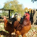 Selling with In-person Payment: free range chicken eggs