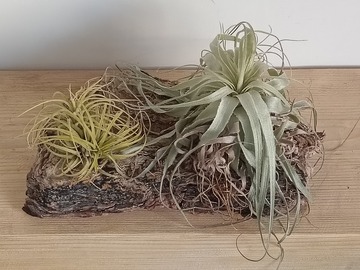 Vente: Plantes d'air 