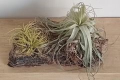Sales: Plantes d'air 