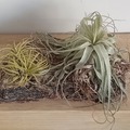 Sales: Plantes d'air 