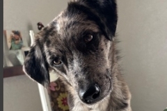   : Nova