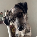   : Nova