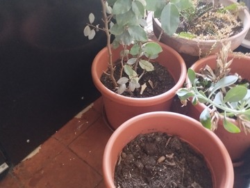 Don: Donne 4 pots avec plantes