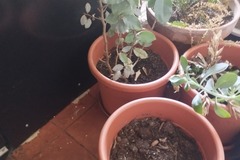 Giving away: Donne 4 pots avec plantes
