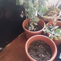 Giving away: Donne 4 pots avec plantes