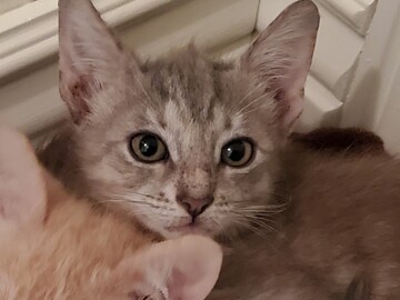   : Large Female Kitten