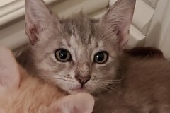   : Large Female Kitten