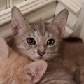   : Large Female Kitten