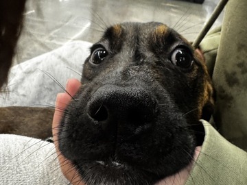   : Kaya