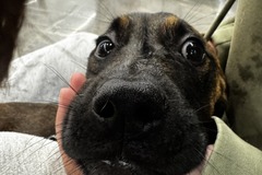   : Kaya