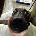   : Kaya