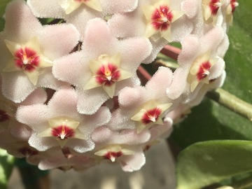 Vente: Hoya Carnosa