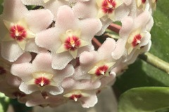 Sales: Hoya Carnosa
