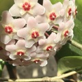 Sales: Hoya Carnosa