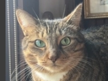  : Angel 