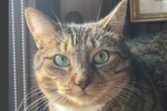   : Angel 