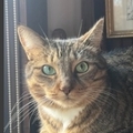   : Angel 