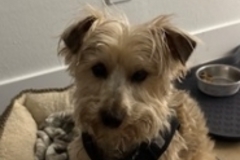  : Milo