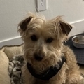   : Milo