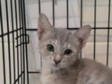   : Female Kitten 