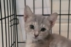   : Female Kitten 