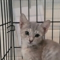   : Female Kitten 