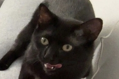   : Scar