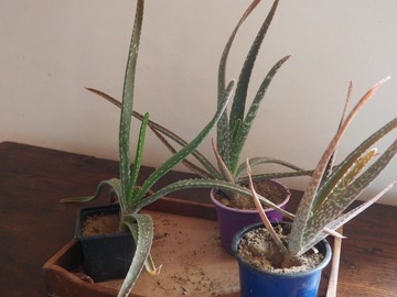 Vente: Aloe Vera