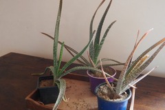 Sales: Aloe Vera