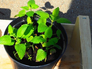 Echange: Mélisse et menthe
