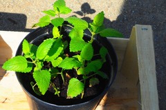 Echange: Mélisse et menthe