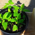 Echange: Mélisse et menthe