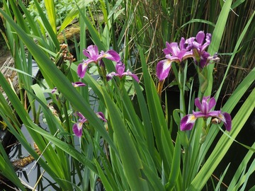 Vente: Iris d'eau