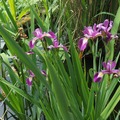 Sales: Iris d'eau