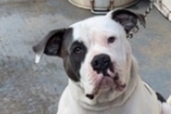   : Bentley