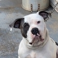   : Bentley