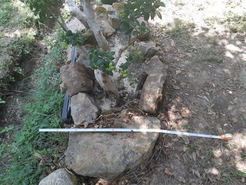 Vente: Bonsaï géant de ficus de plus de 150 ans d'âge