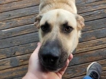   : Bo