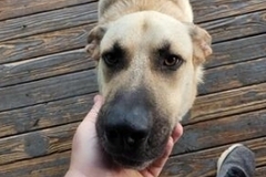   : Bo